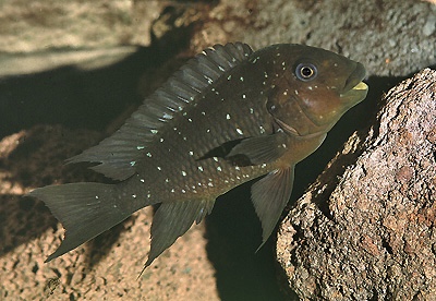 Petrochromis trewavasae